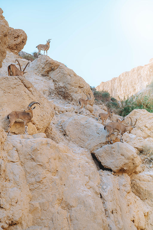 Ein Gedi Views