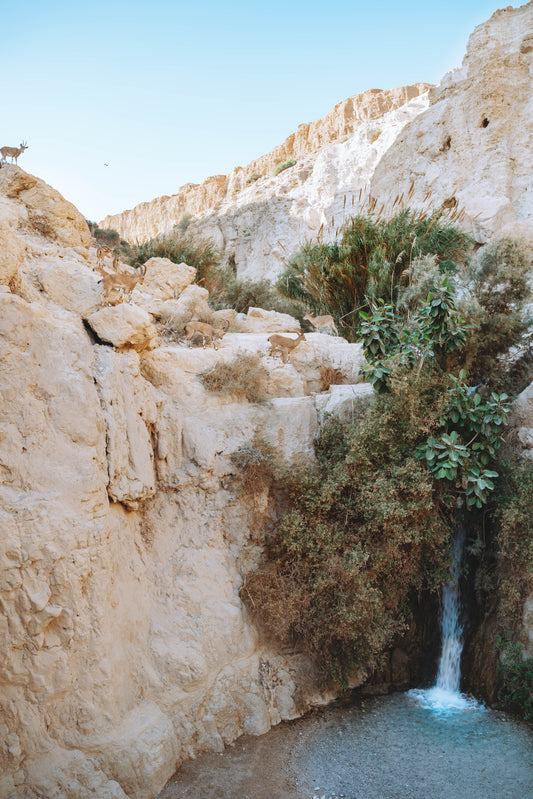 Ein Gedi desert oasis