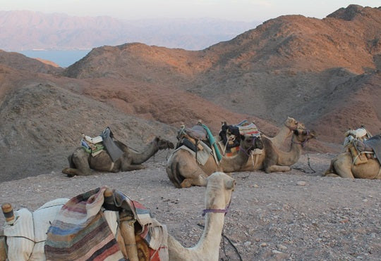 Tales of Israel tour Negev