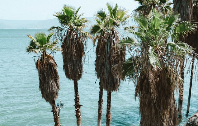 Tales of Israel tour Sea of Galilee